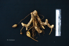 Curcuma angustifolia